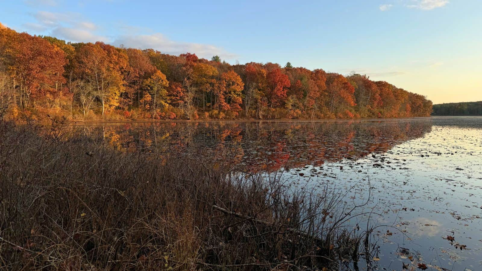 Trees with autumn foliage are reflected in a calm lake under a clear sky, with dry plants visible in the foreground.