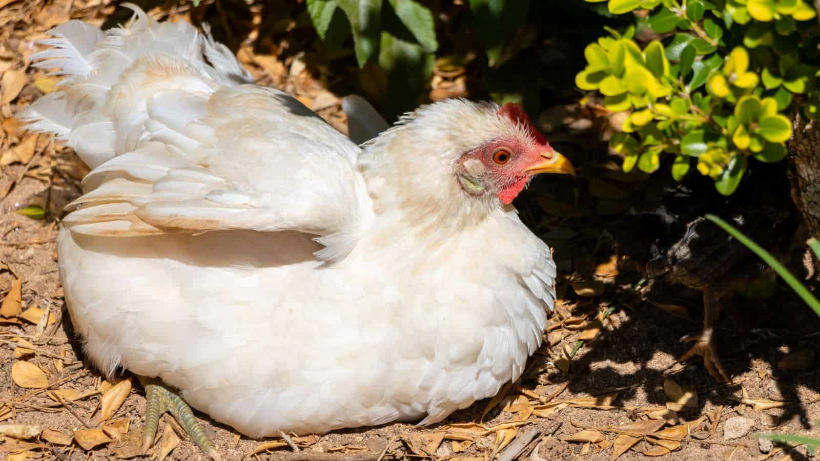 A white chicken is sitting on the ground in a sunny outdoor area next to green foliage and dry leaves.