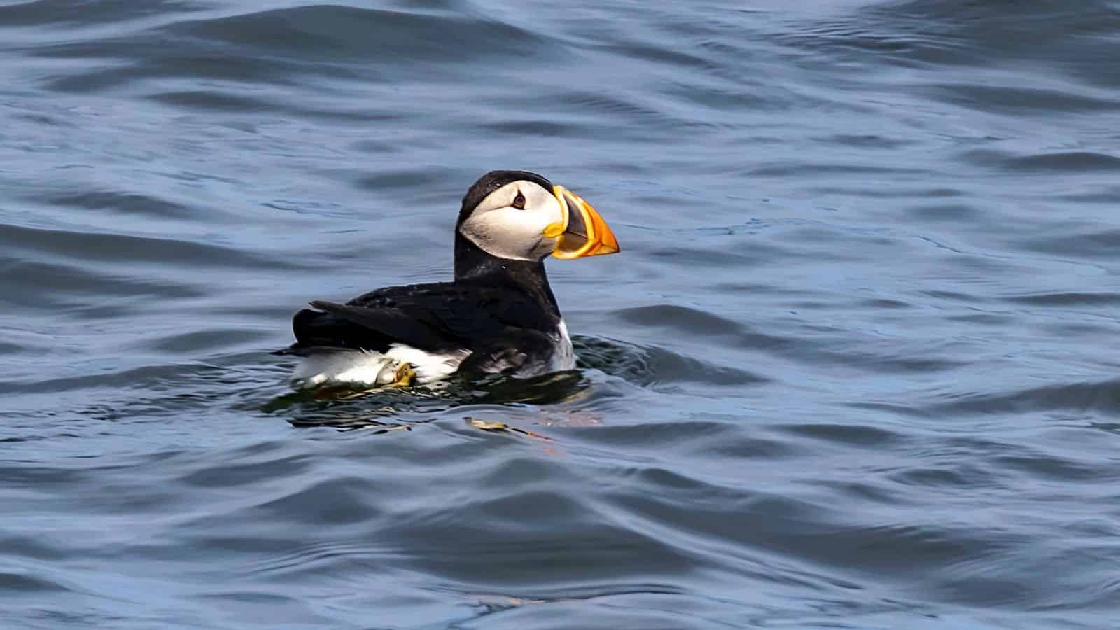 An Atlantic puffin with a colorful beak floats on the surface of the blue ocean water.