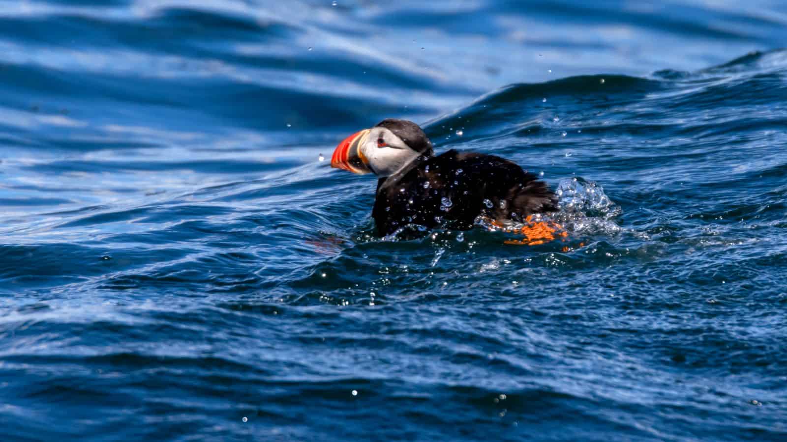 An Atlantic puffin swims on the surface of the blue ocean, creating small splashes as it moves through the water.