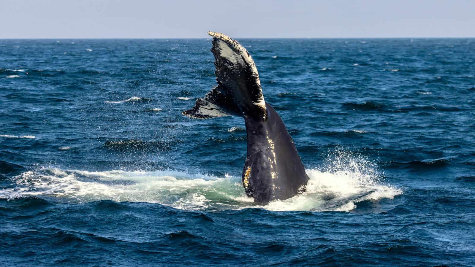 A whale lifts its tail above the surface of the ocean, with water splashing around it under a clear sky.