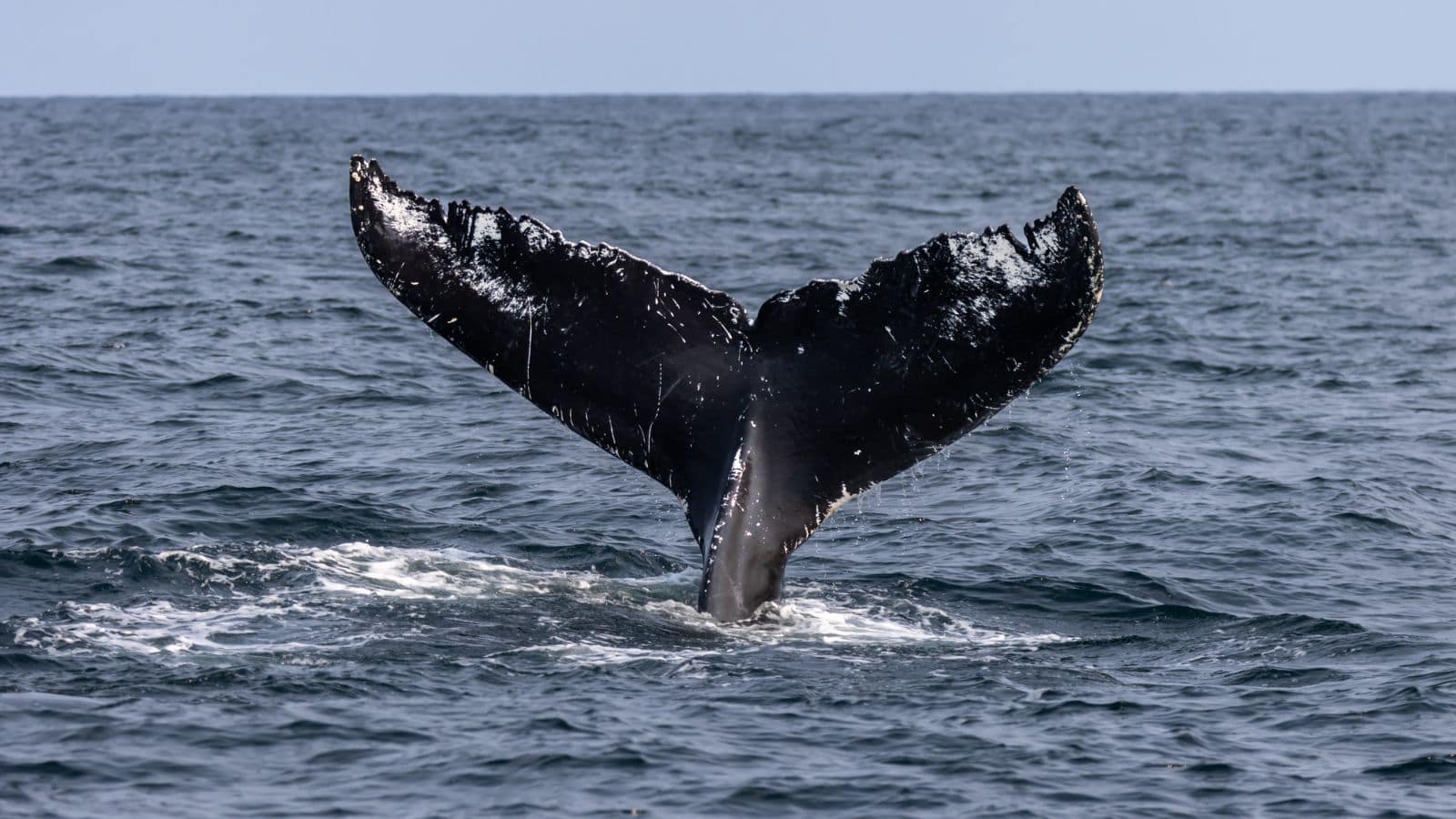 A humpback whale’s tail fin, or fluke, rises above the surface of the ocean, with water rippling around it.