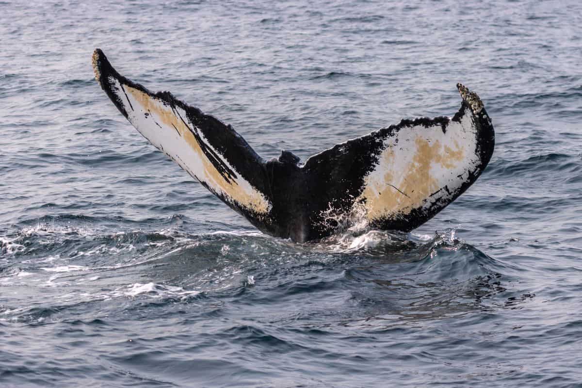 A humpback whale’s tail fin, or fluke, emerges from the ocean surface, showing black and white patterns, with surrounding waves.