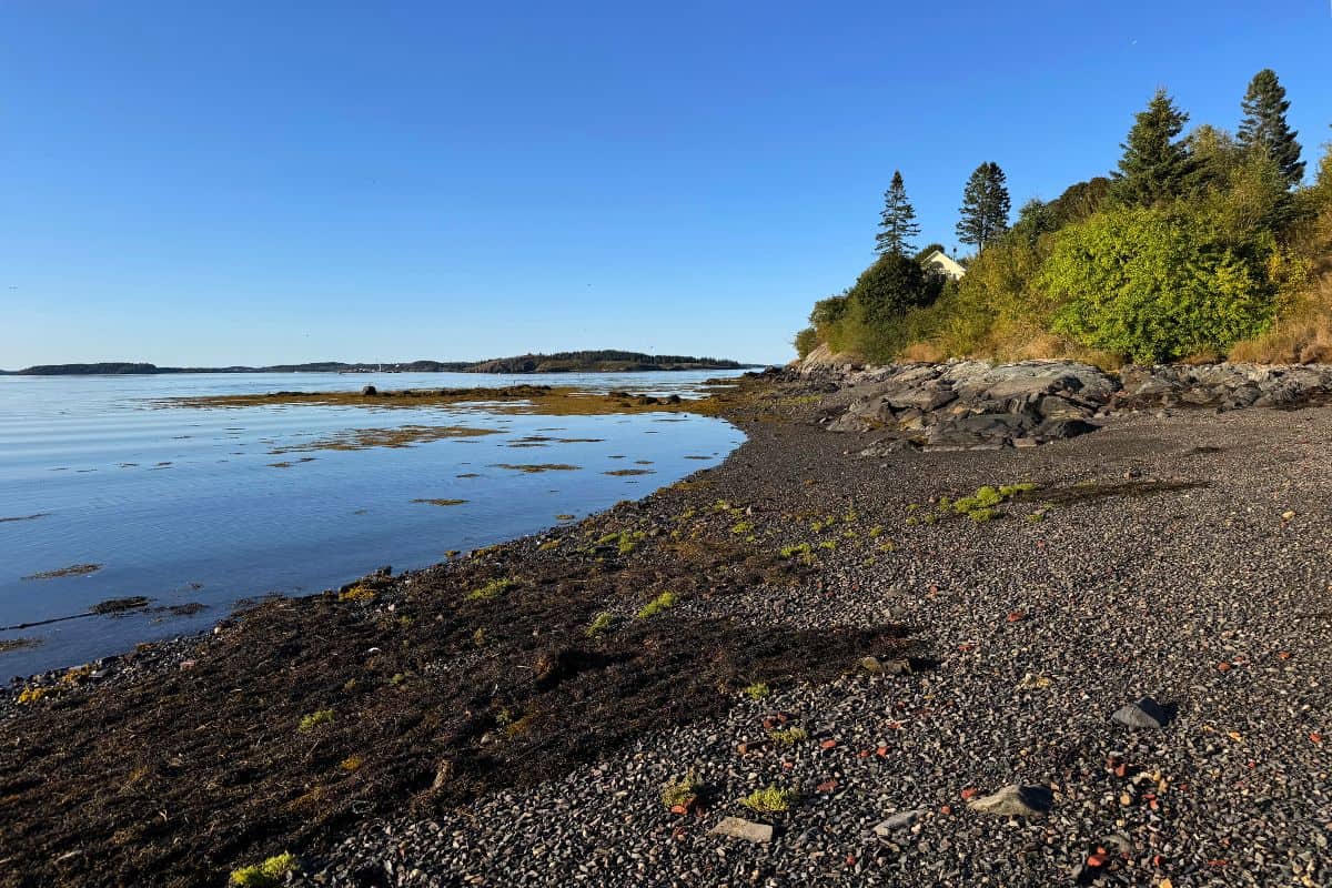 A rocky shoreline with scattered seaweed and pebbles, calm blue water, and trees along the right side under a clear sky.