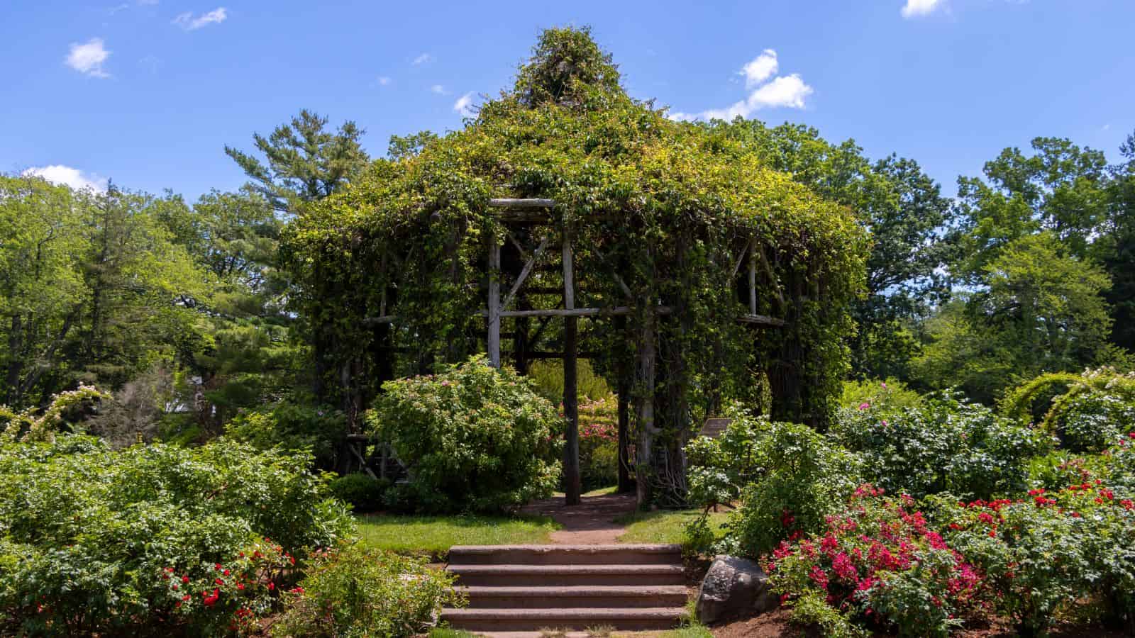 A wooden gazebo covered in green vines stands in a garden surrounded by bushes, flowers, and trees under a blue sky.