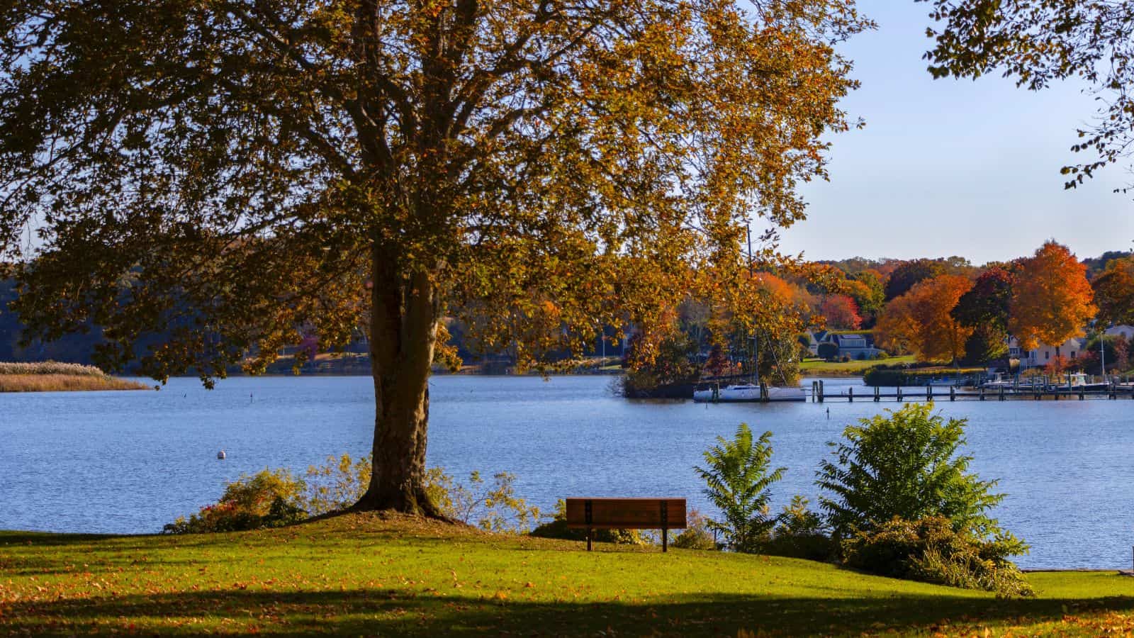 A wooden bench sits under a large tree beside a lake, with autumn-colored trees and houses visible across the water.