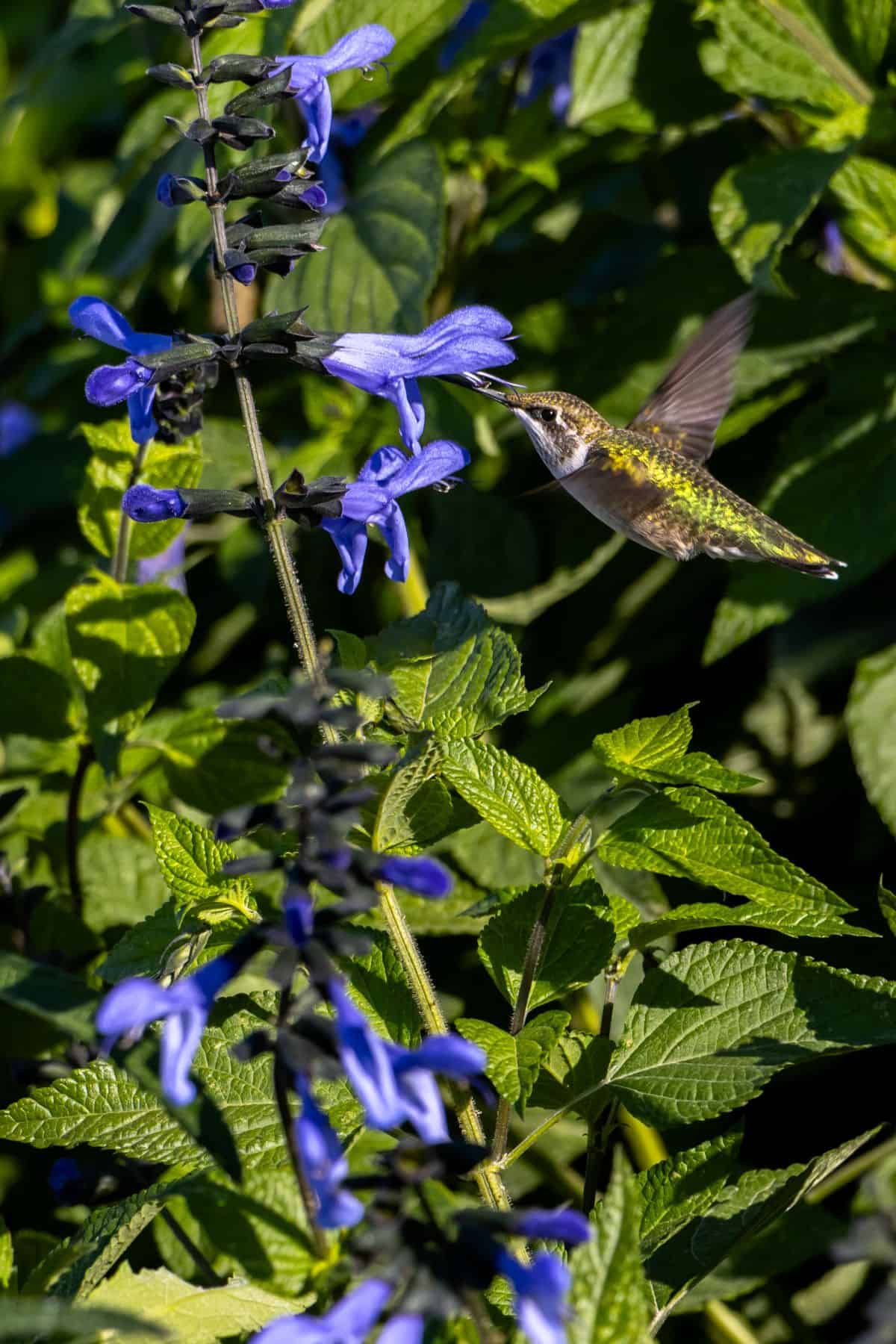 A hummingbird hovers beside a stem of purple flowers, surrounded by green leaves in sunlight.