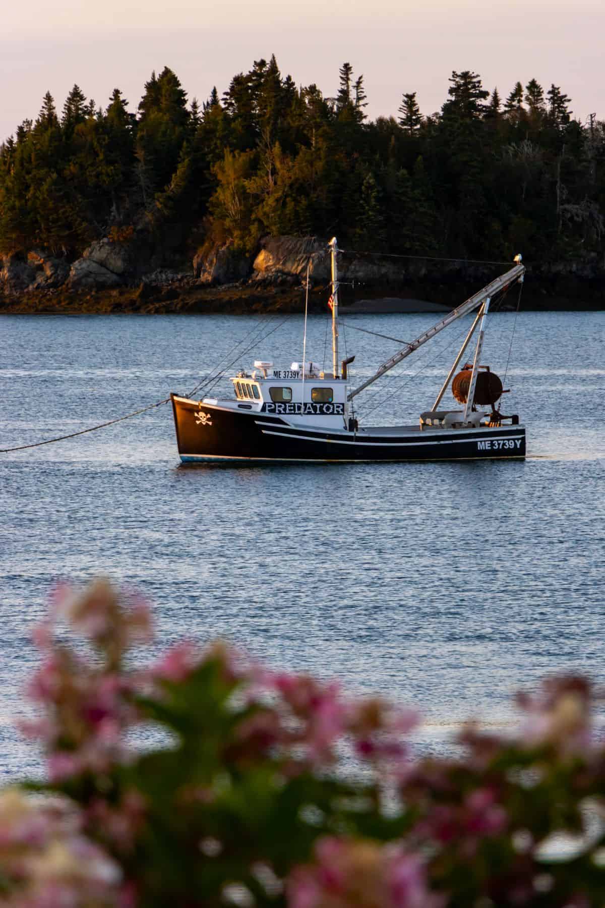 A black and white fishing boat named "PREDATOR" anchored in calm water with a forested shoreline in the background and pink flowers in the foreground.