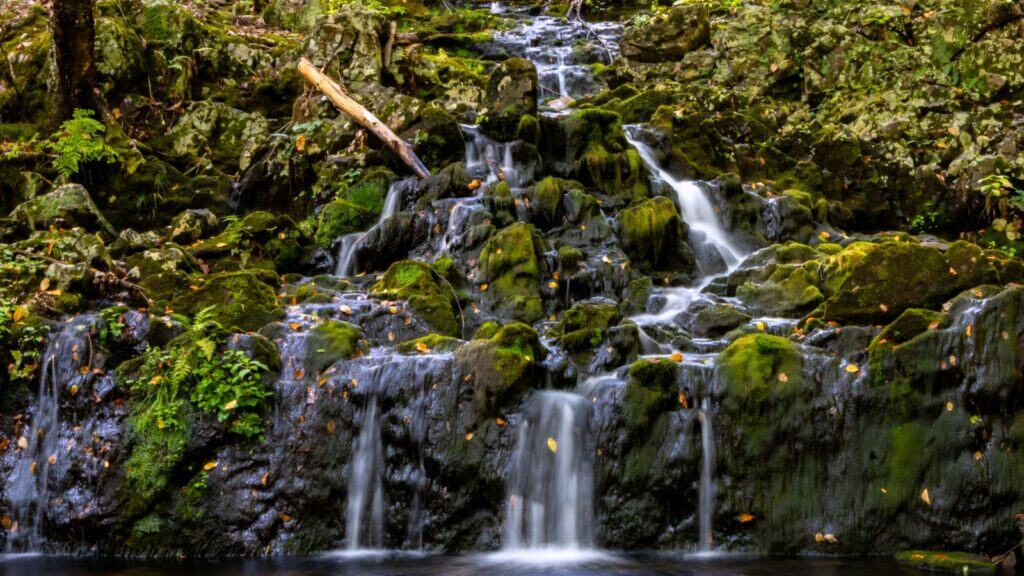 A small waterfall flows over moss-covered rocks in a forest, with scattered leaves and greenery surrounding the scene.