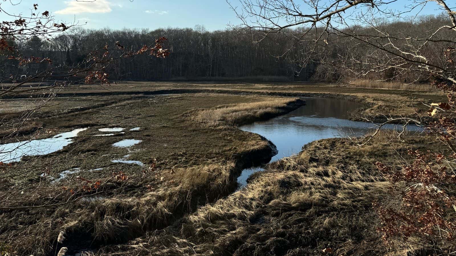 A winding stream flows through a marshy wetland with dry grass and scattered patches of water, bordered by leafless trees under a clear sky.