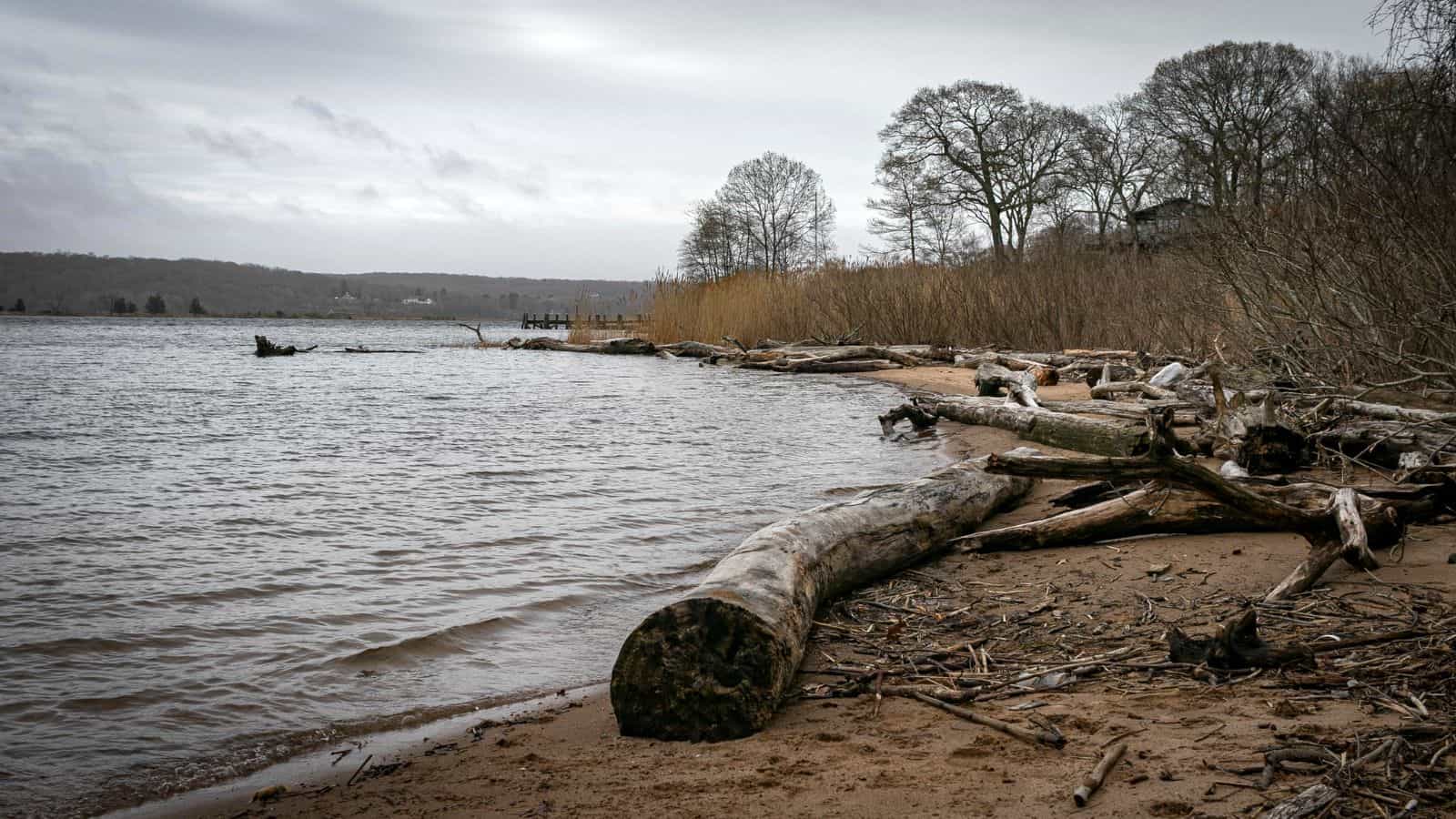 A sandy shoreline with driftwood and logs scattered along the water's edge, bordered by bare trees and reeds under an overcast sky.