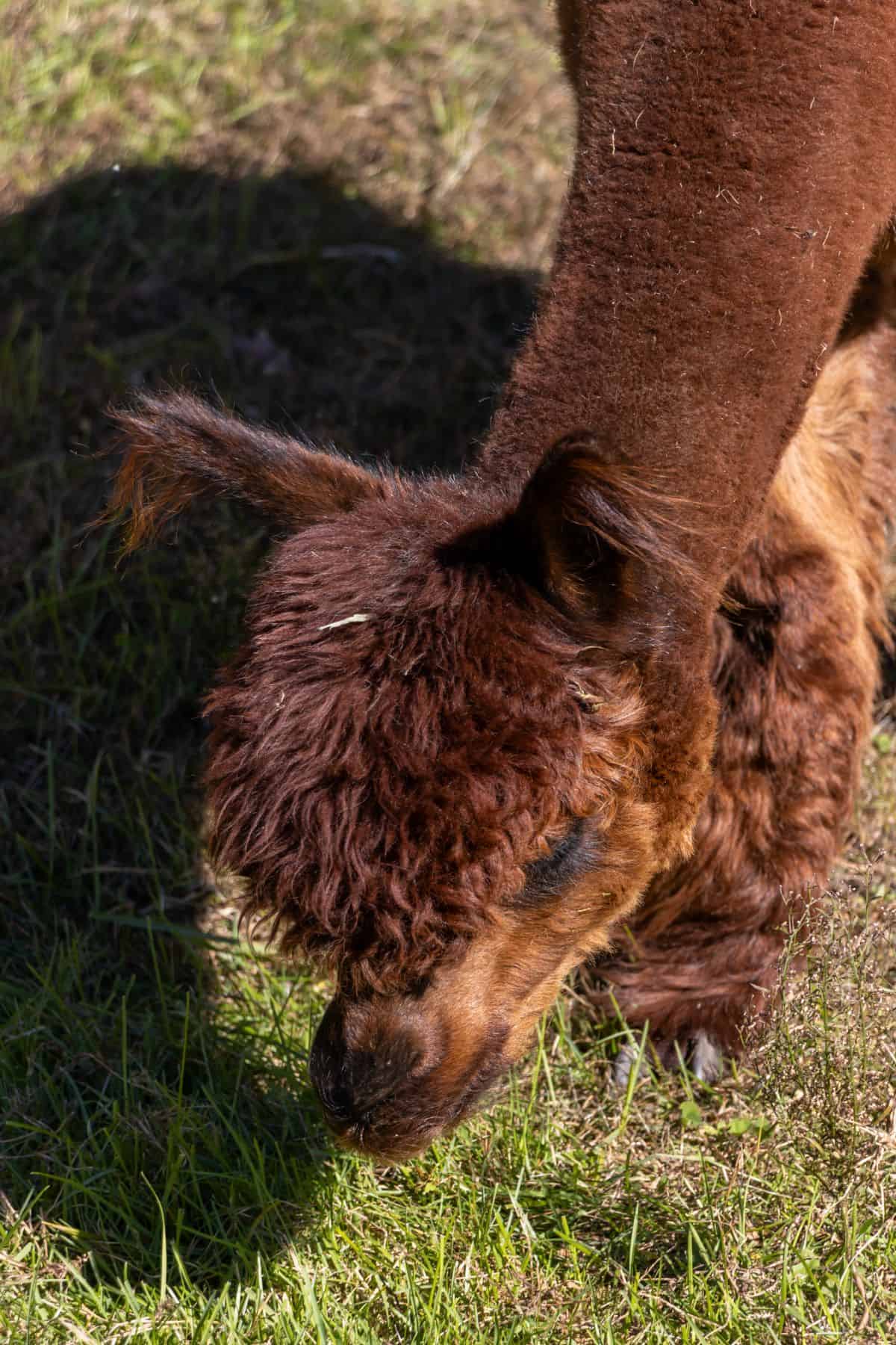 A brown alpaca with curly fur from Lavender Hill Farm Alpacas grazes on green grass in a sunlit outdoor area.