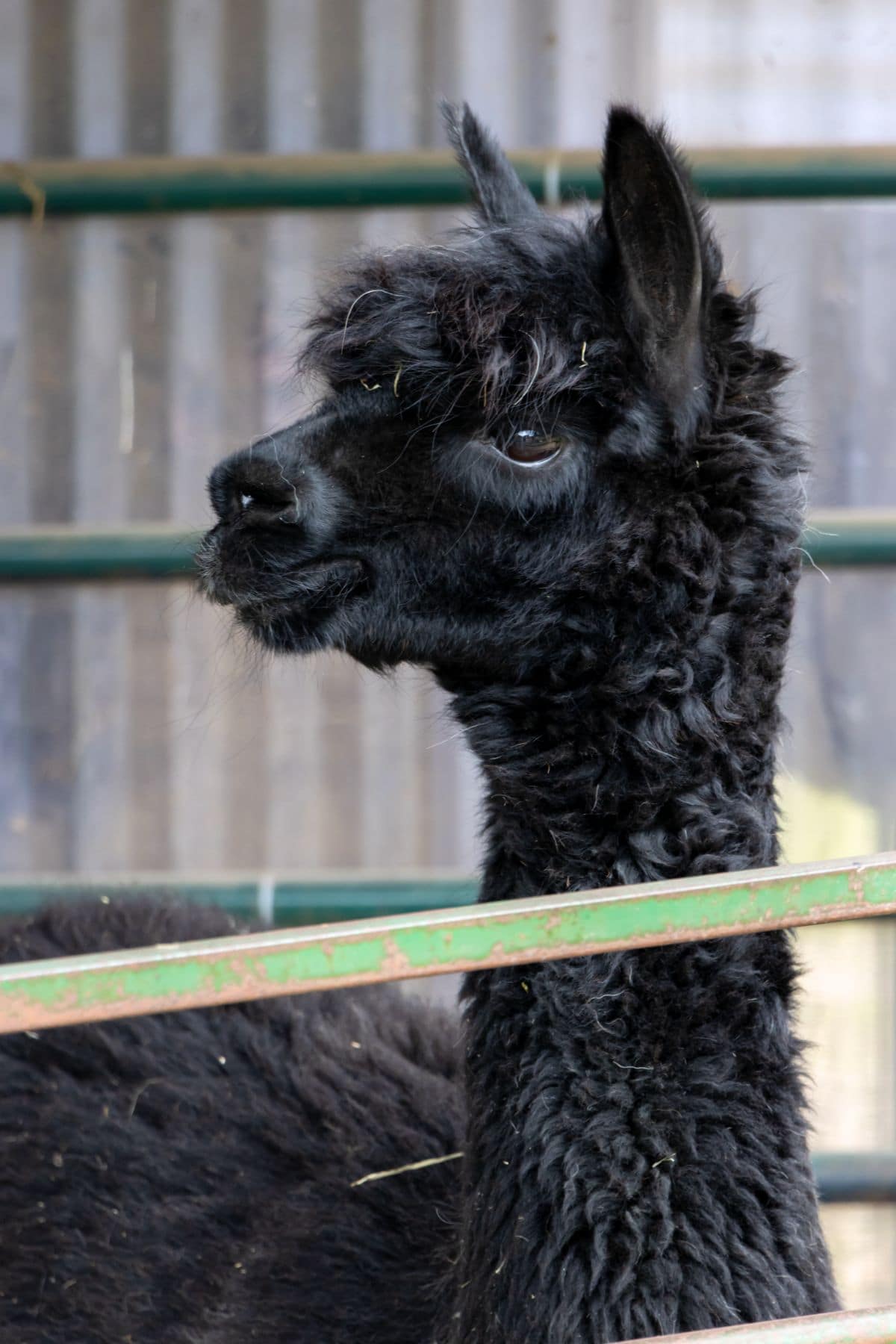 A black alpaca with curly fur stands behind a green metal fence at Lavender Hill Farm Alpacas, facing left.