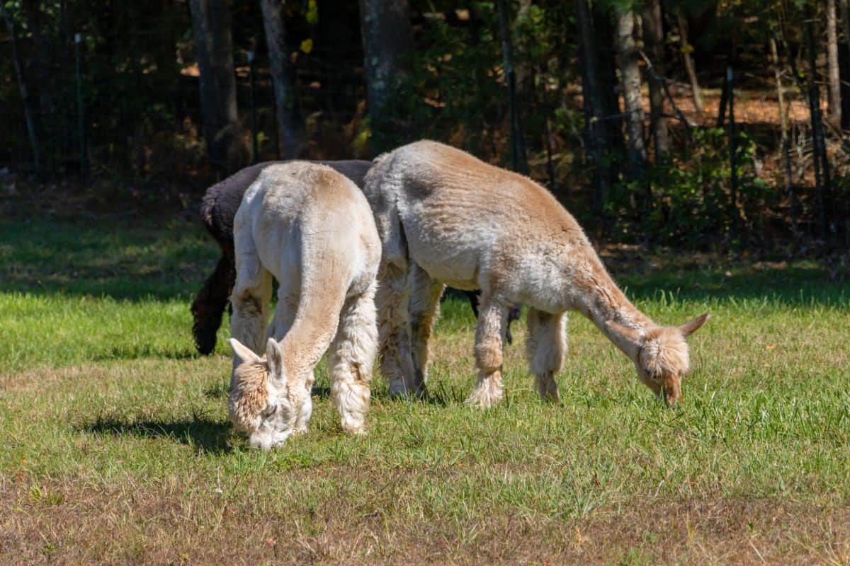 Three alpacas with recently trimmed fur graze on green grass under the sun at Lavender Hill Farm Alpacas, their fenced outdoor area bordered by trees in the background.