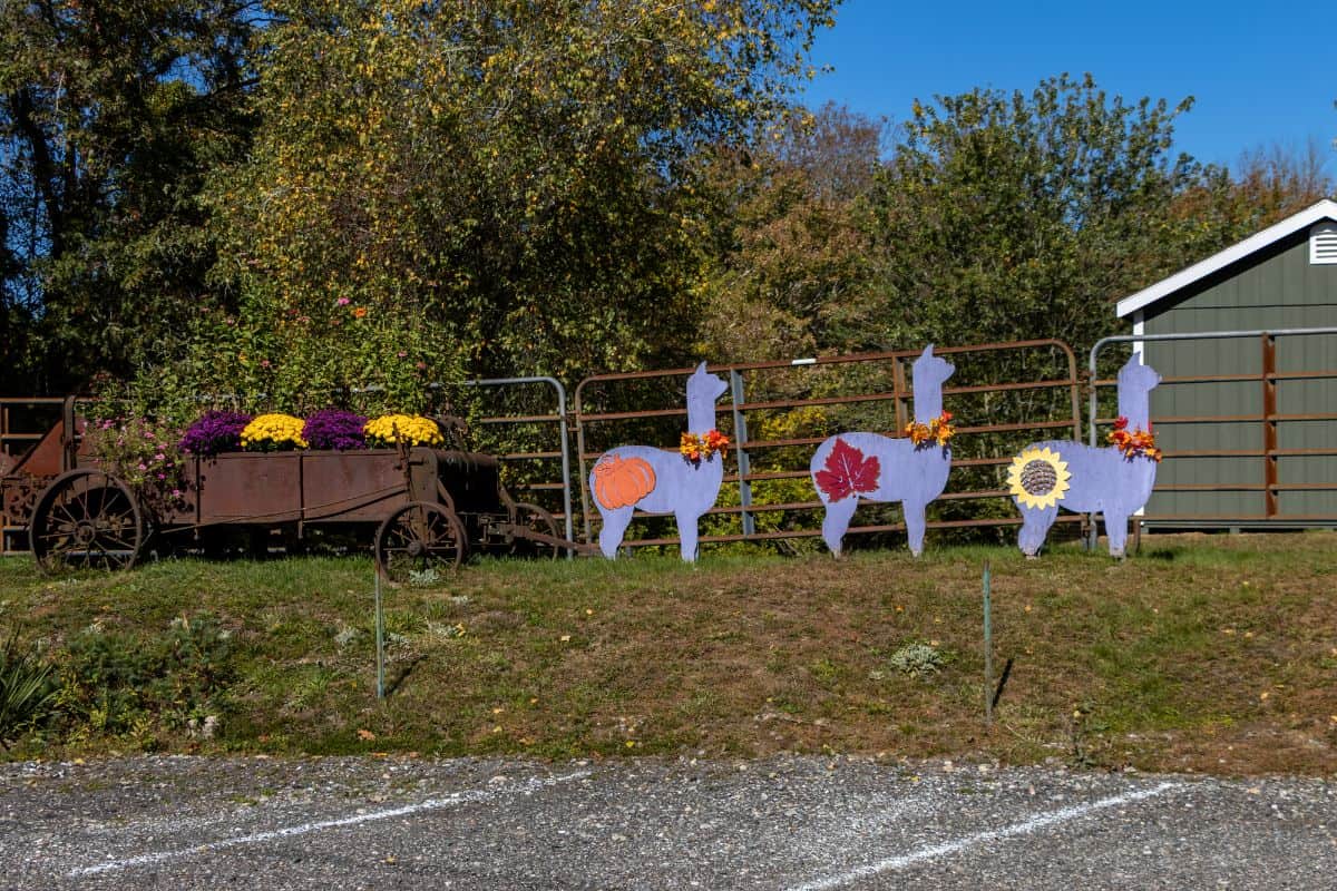 A metal wagon with colorful flowers sits next to a fence decorated with cutouts of llama figures and autumn-themed shapes, beside a green shed at Lavender Hill Farm Alpacas.