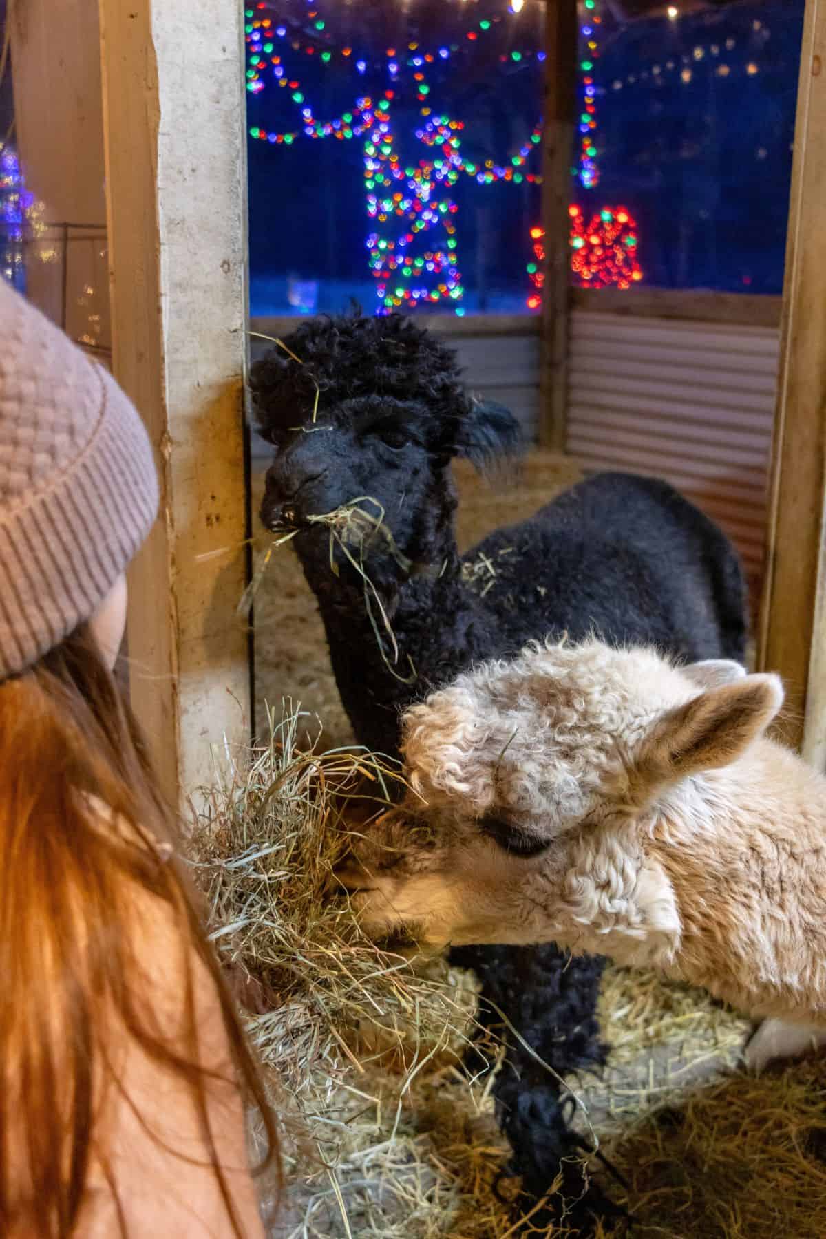 A person watches two Lavender Hill Farm alpacas eating hay in a pen, with colorful holiday lights visible through the window in the background.