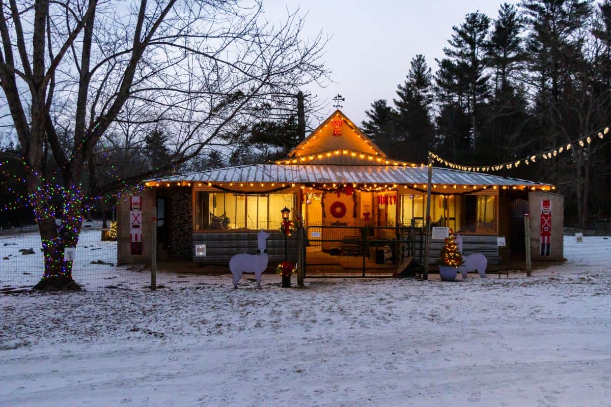 A small barn at Lavender Hill Farm Alpacas, decorated with Christmas lights and wreaths, sits in a snowy yard, surrounded by trees and festive string lights.