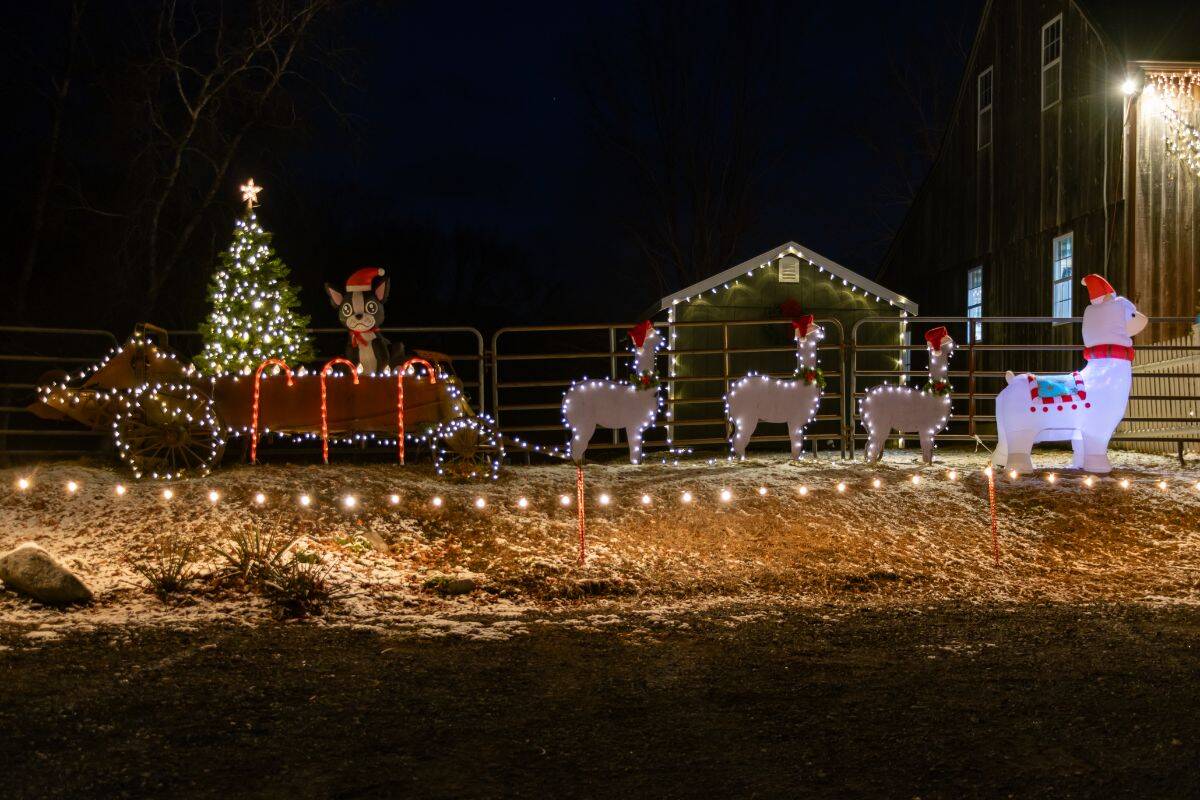 Inflatable Christmas decorations of a sleigh with reindeer and a llama, all with Santa hats, are lit up with string lights outside the barn at Lavender Hill Farm Alpacas at night.