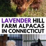 Three alpacas with different colored fur are shown in outdoor enclosures at lavender hill farm alpacas in Connecticut.