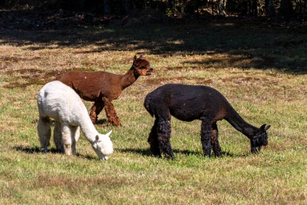 Three alpacas, one white, one brown, and one black, from Lavender Hill Farm Alpacas are grazing on grass in a sunlit field with trees in the background.