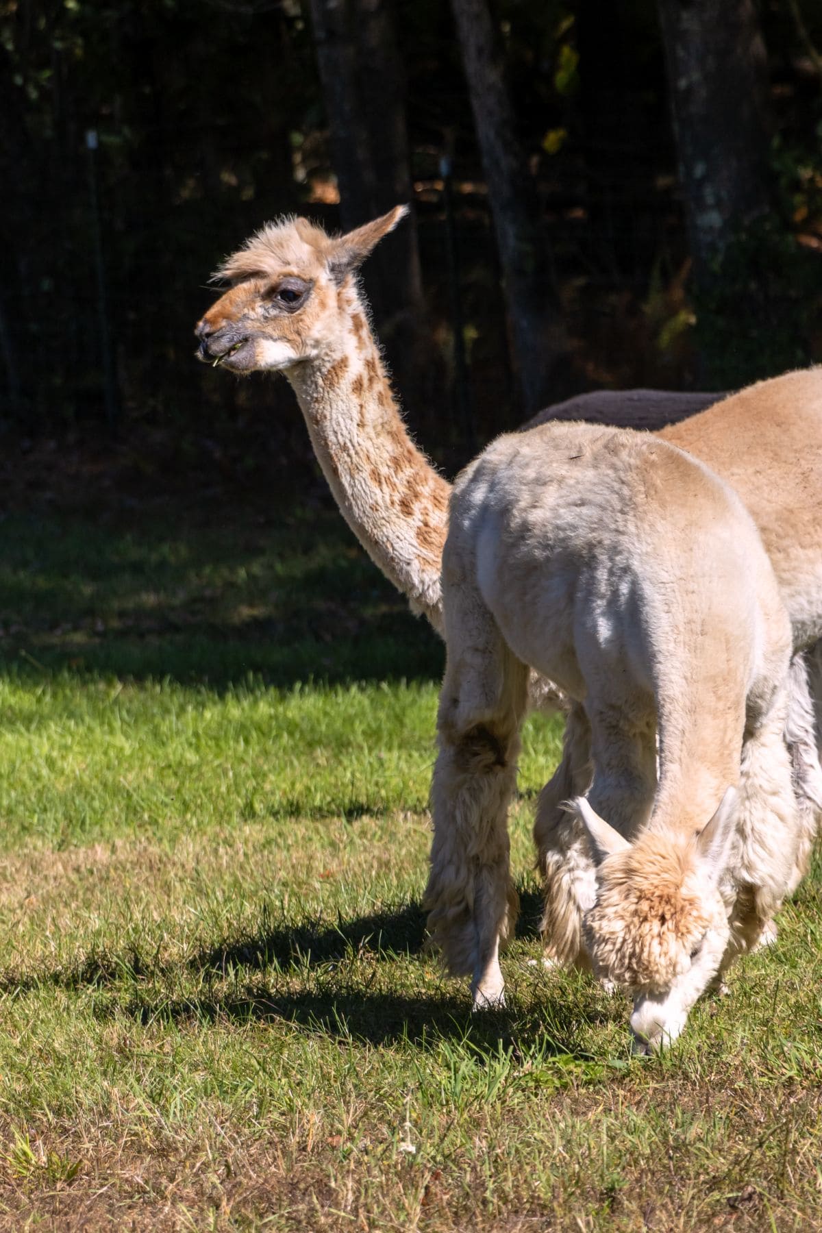 Two recently shorn alpacas from Lavender Hill Farm Alpacas stand on grass; one grazes with its head down while the other looks to the side. Trees and a fence are visible in the background.