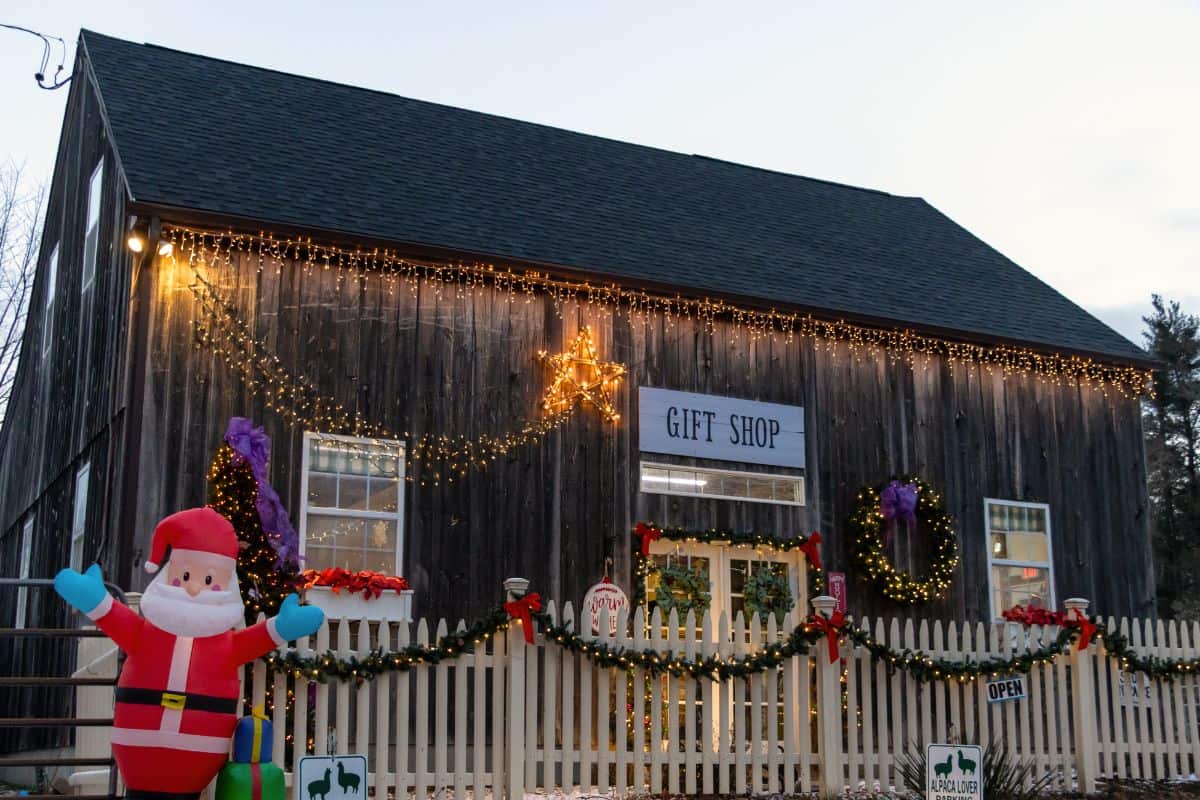 A rustic gift shop at Lavender Hill Farm Alpacas, decorated with Christmas lights, garlands, and a large inflatable Santa Claus, stands behind a white picket fence.