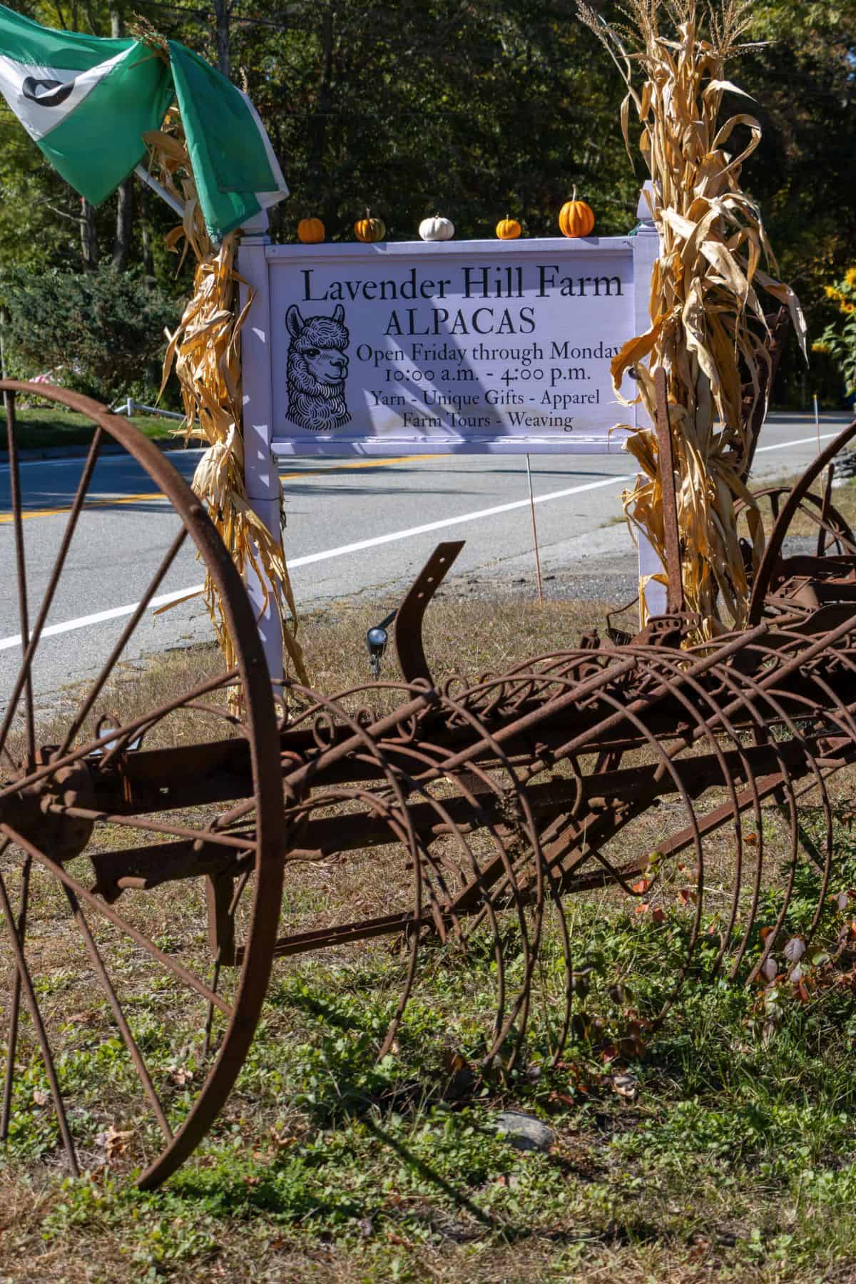 A sign for Lavender Hill Farm Alpacas welcomes visitors by the roadside, adorned with corn stalks and pumpkins beside an old rusty piece of farm equipment.