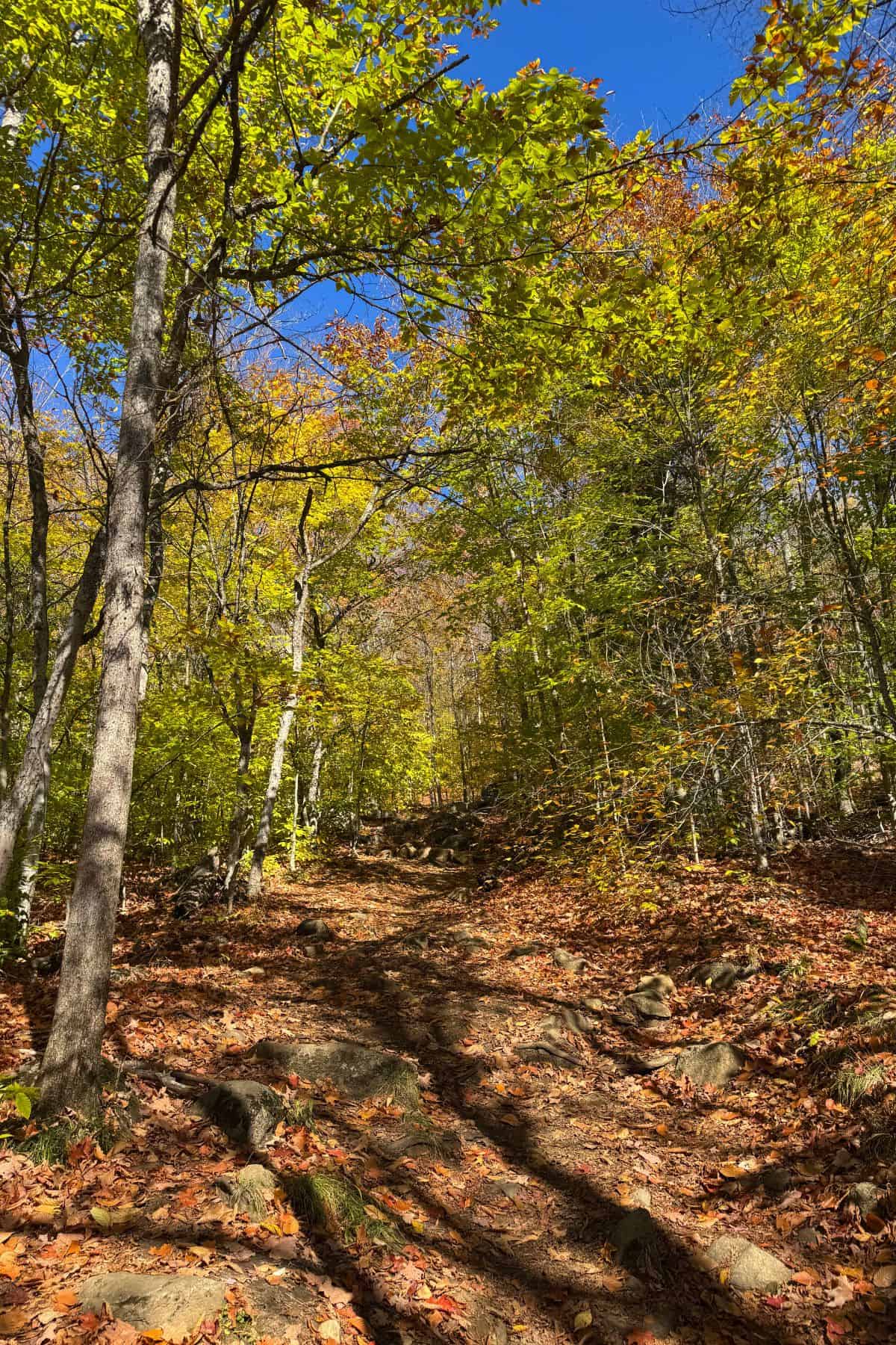 A dirt trail covered with fallen leaves winds through a forest with trees showing green and yellow foliage under a clear blue sky.