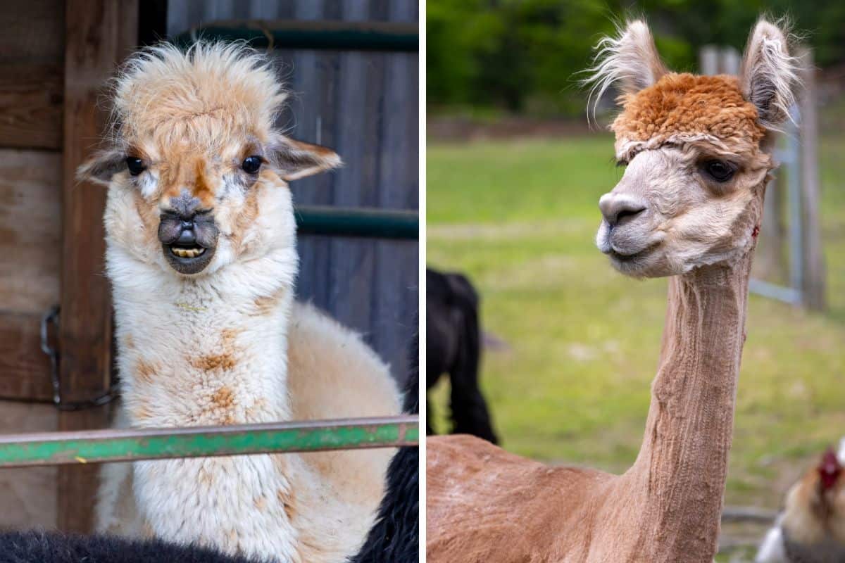 Side-by-side comparison of a Lavender Hill Farm Alpacas member before shearing with a full fleece and after shearing with a short coat.
