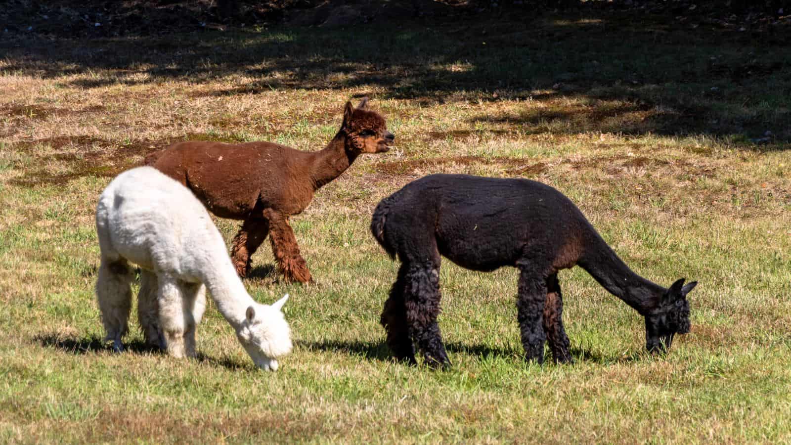 Three alpacas—one white, one brown, and one black—are grazing on a grassy field in daylight.