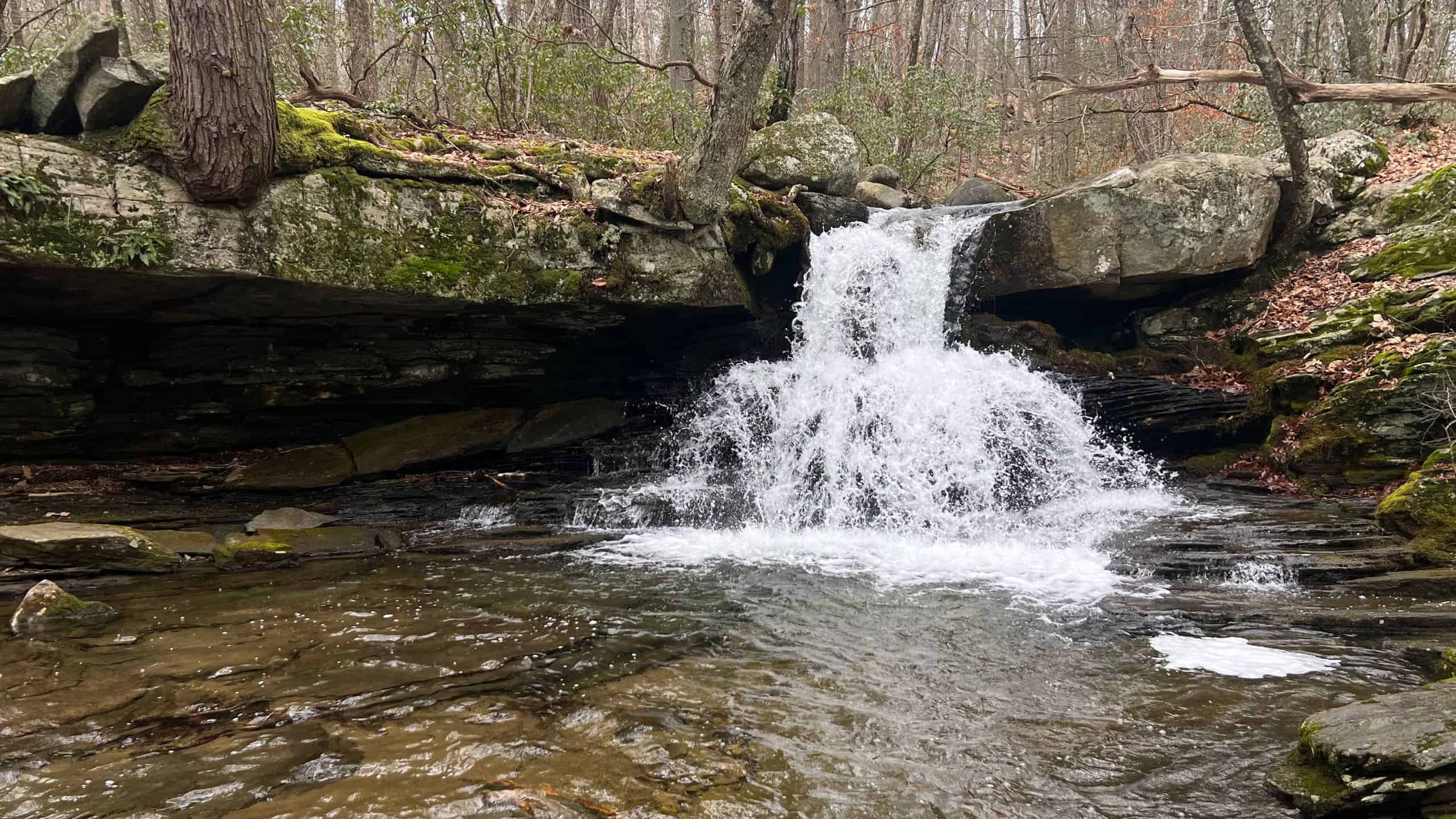 A small waterfall cascades over mossy rocks into a shallow pool surrounded by trees and fallen leaves in a forest setting.