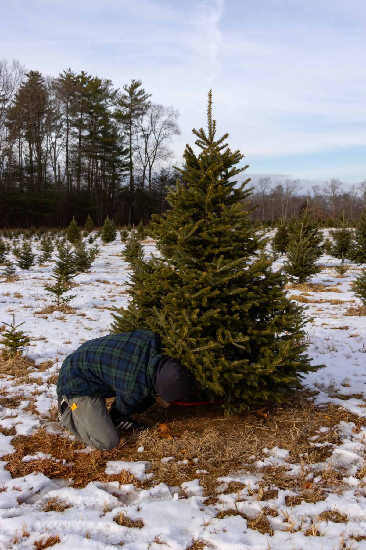 A person in winter clothing kneels on the ground, sawing the trunk of a pine tree in a snowy field with other pine trees in the background.