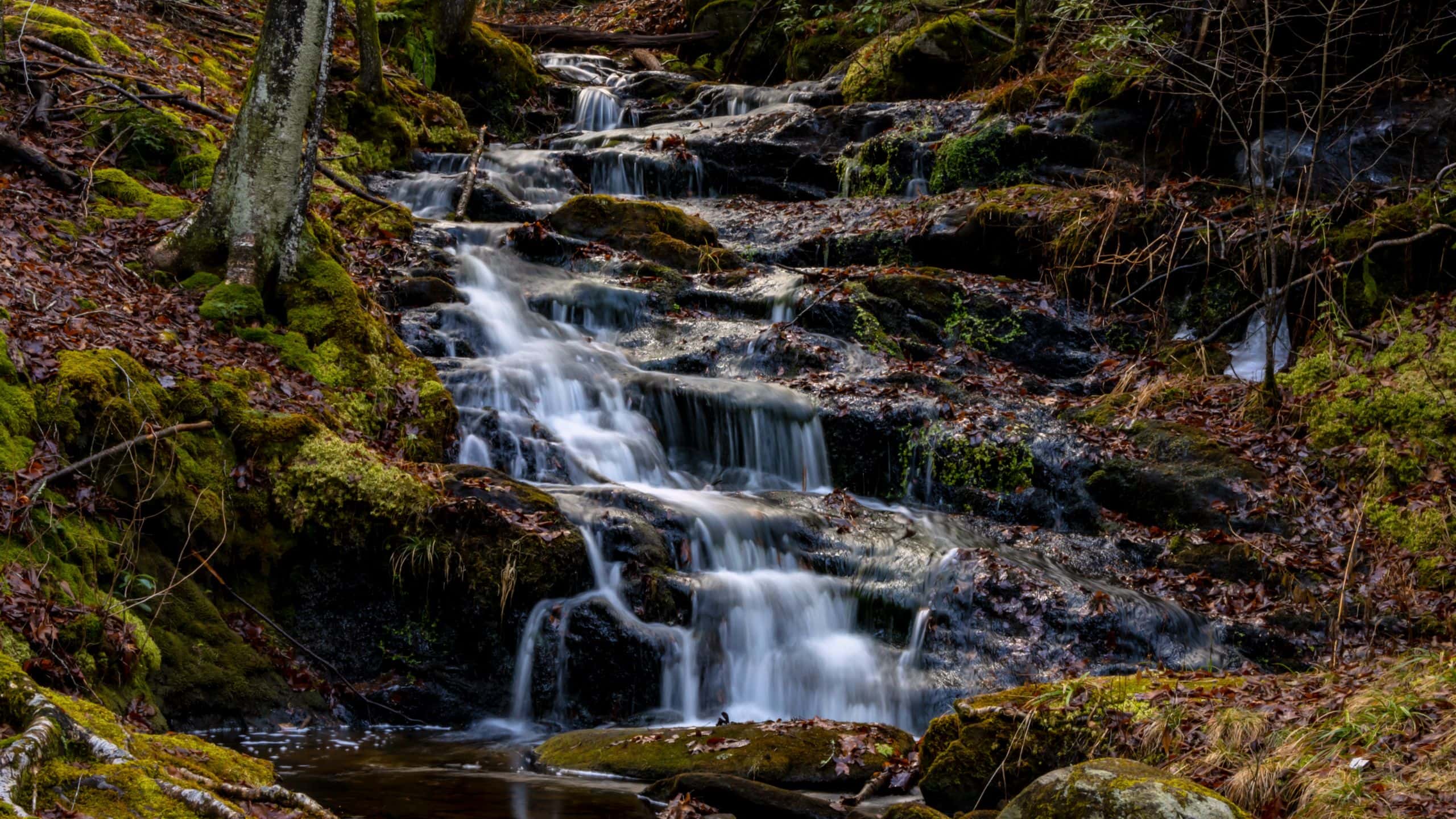 A small waterfall flows over moss-covered rocks in a forested area, surrounded by trees and damp leaves.