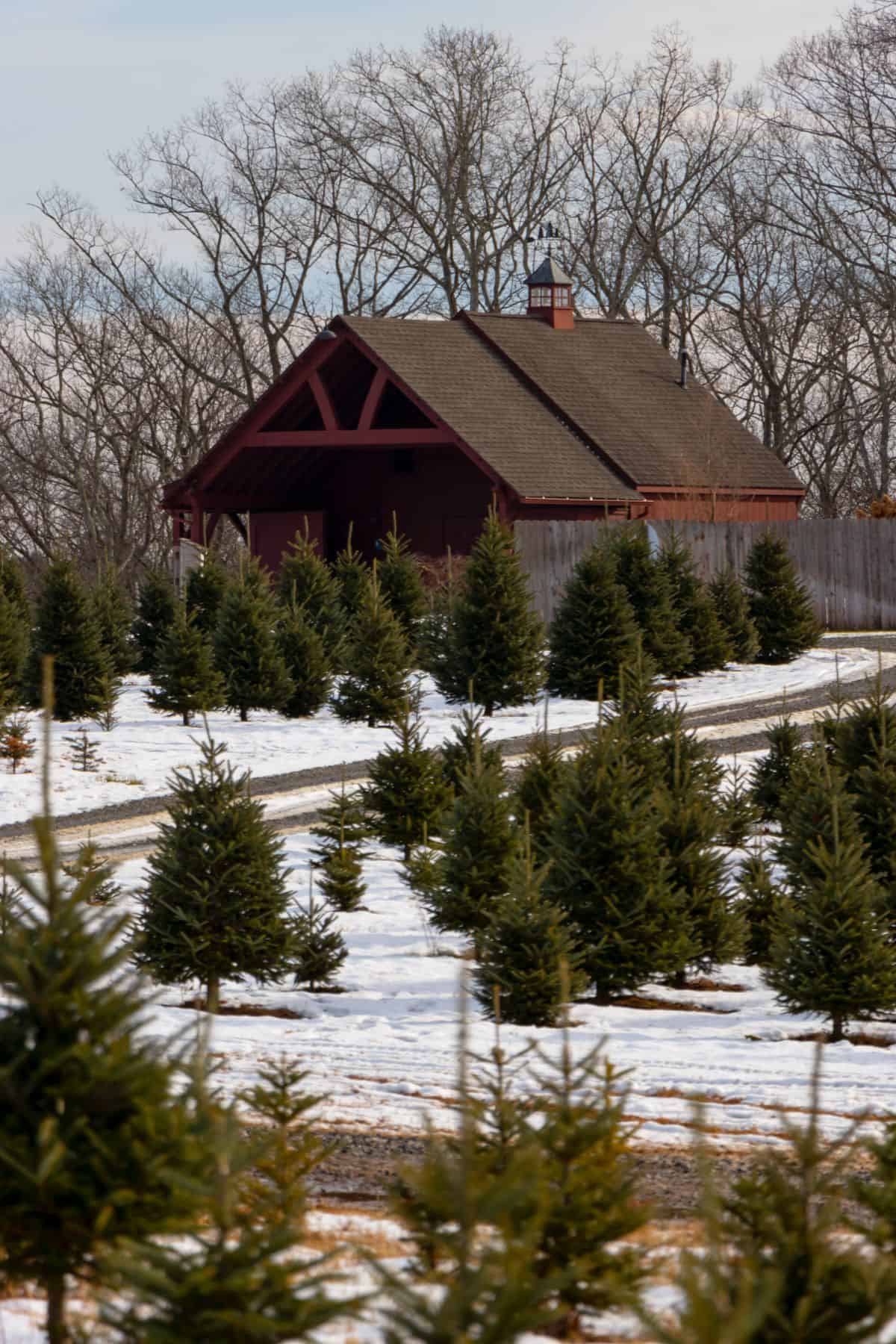 Rows of evergreen trees in a snowy field with a red wooden barn and leafless trees in the background.