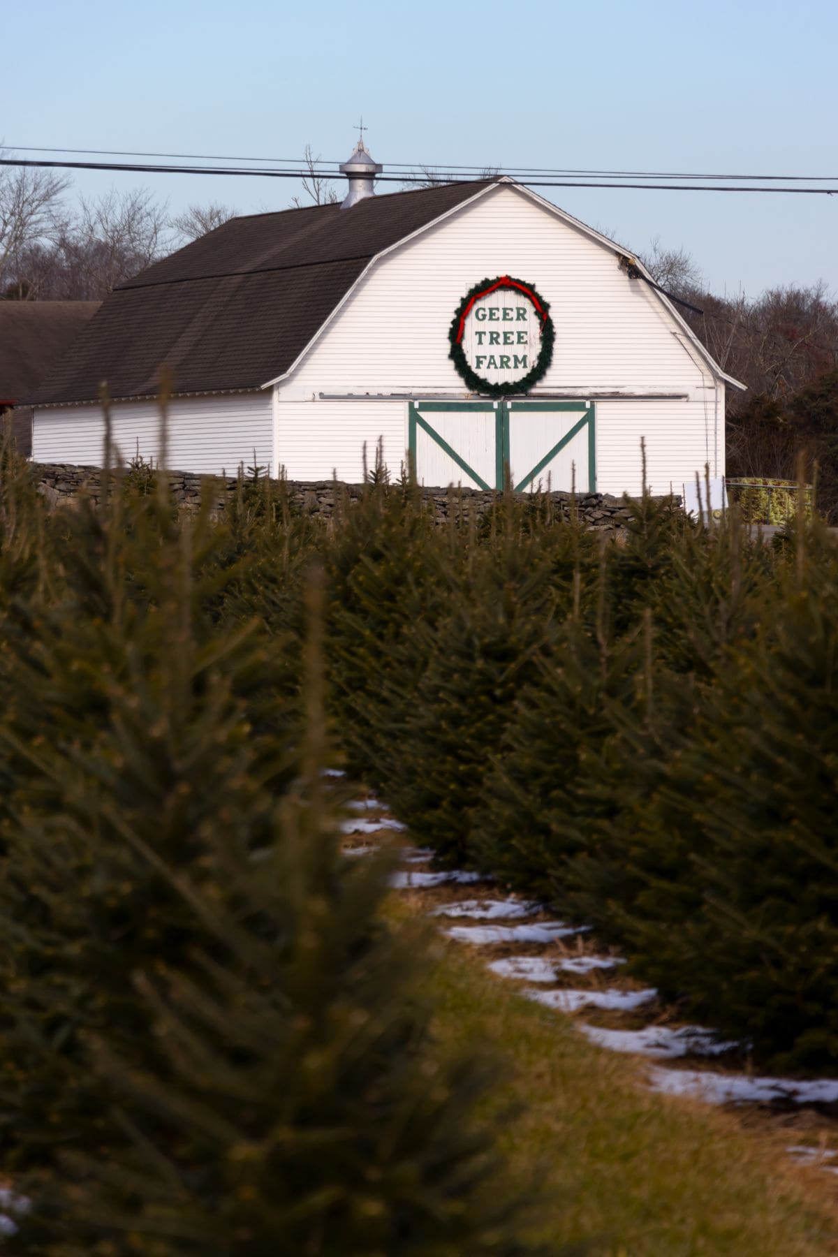 Rows of evergreen trees grow in front of a white barn with a green wreath and a sign that reads "Geer Tree Farm." Patchy snow is visible on the ground.
