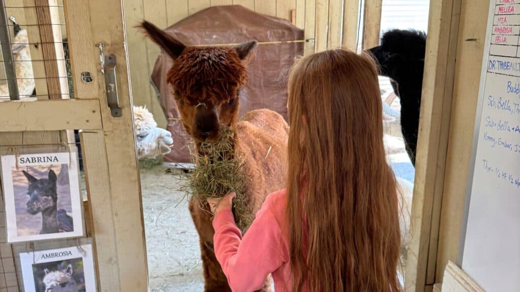 A girl with long brown hair feeds hay to a brown alpaca inside a barn, with other alpacas and informational signs visible nearby.