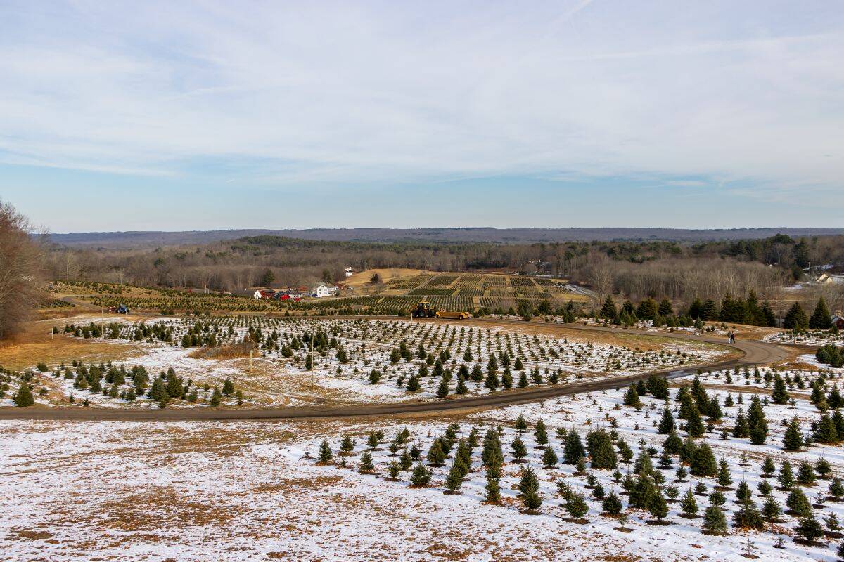 A large tree farm with rows of young evergreen trees, patches of snow on the ground, and a few buildings in the distance under a cloudy sky.