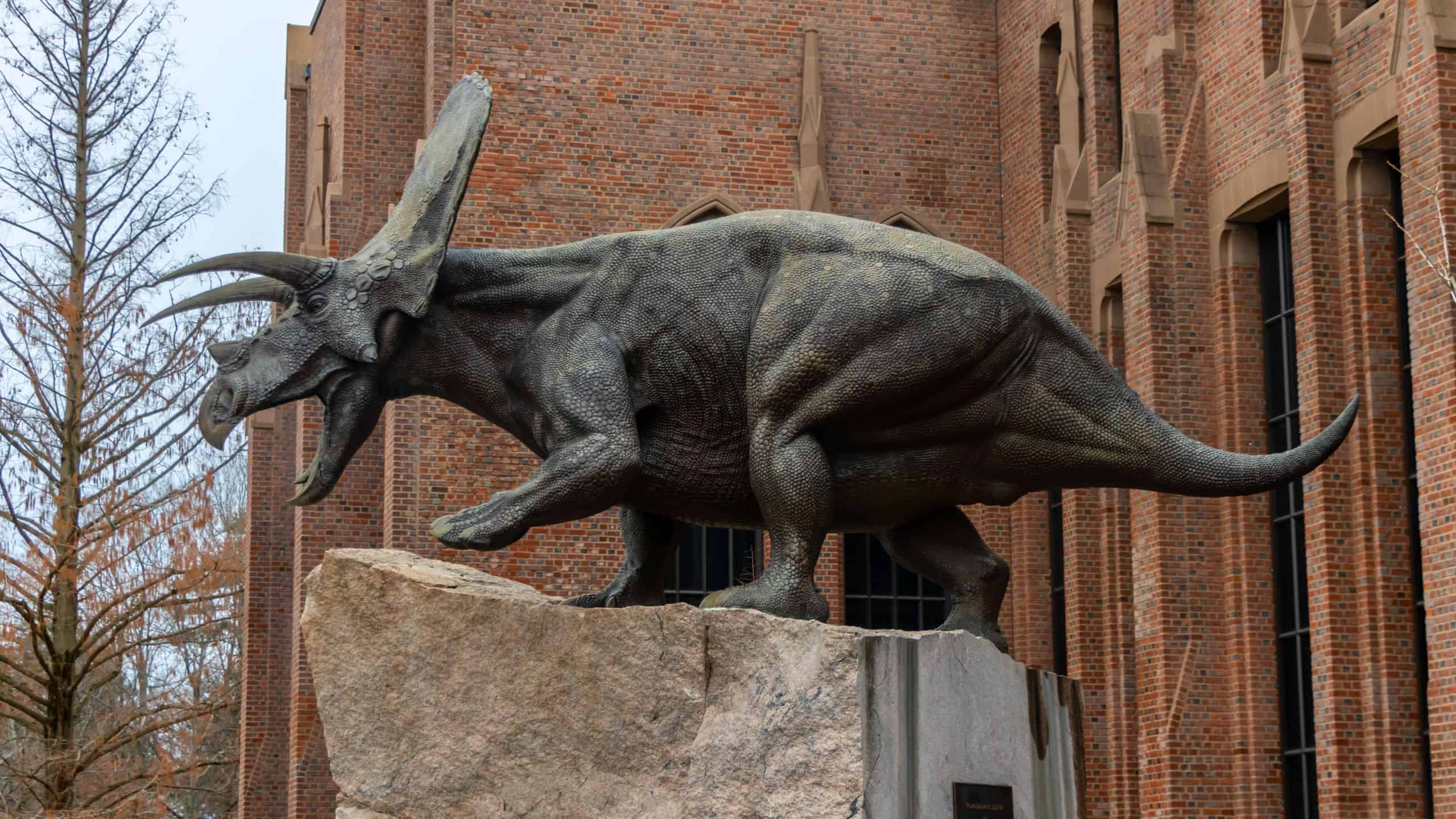 A bronze statue of a Triceratops dinosaur stands on a large rock in front of a brick building.