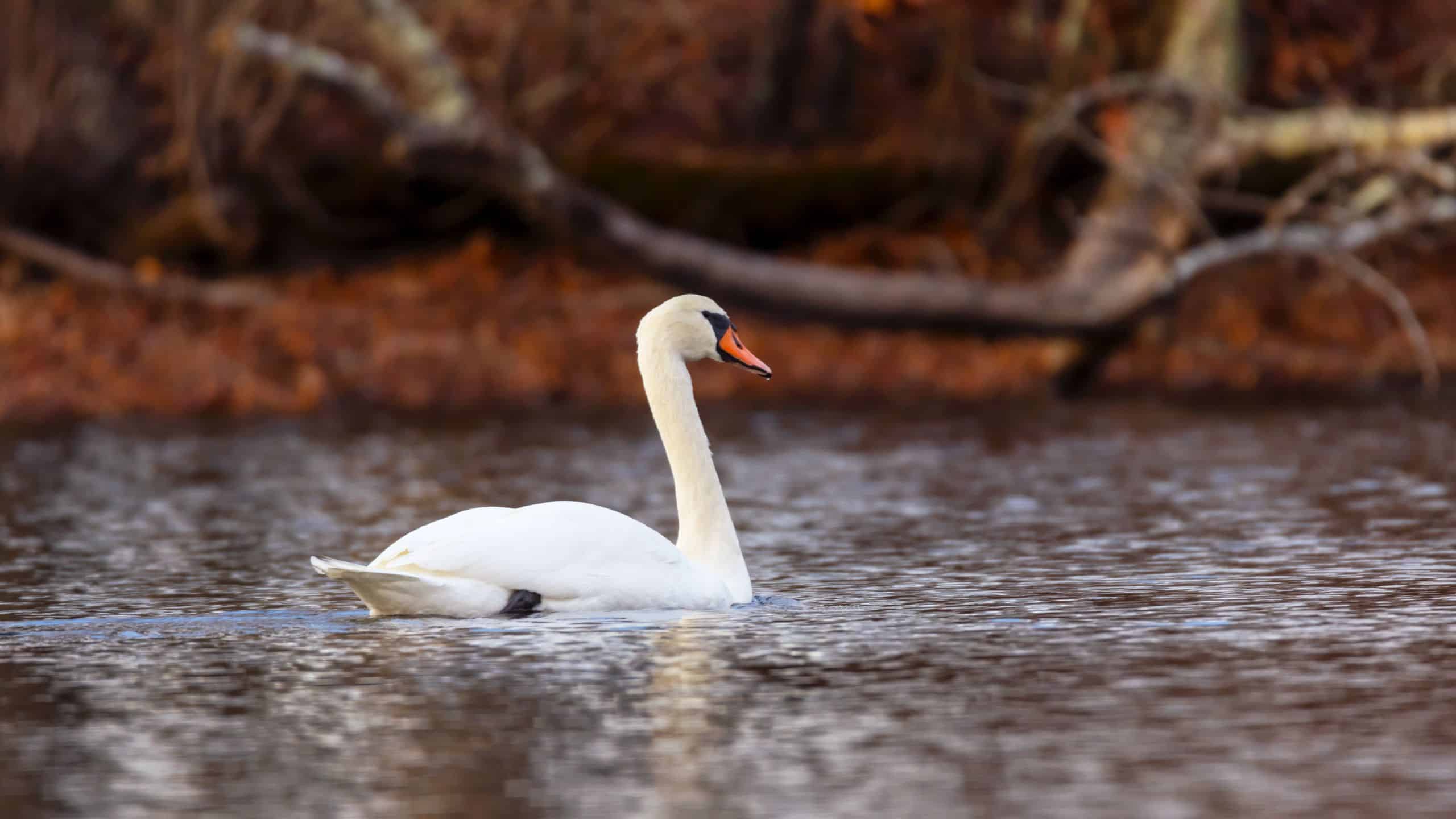 A white swan swims on a calm body of water with a blurred background of brown, leafless branches.