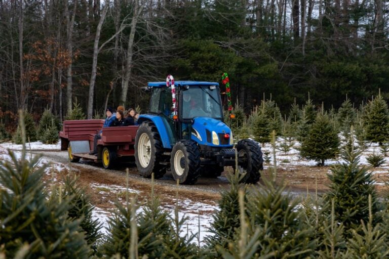 A blue tractor decorated with holiday ornaments pulls a red trailer carrying people through a Christmas tree farm with snow on the ground.