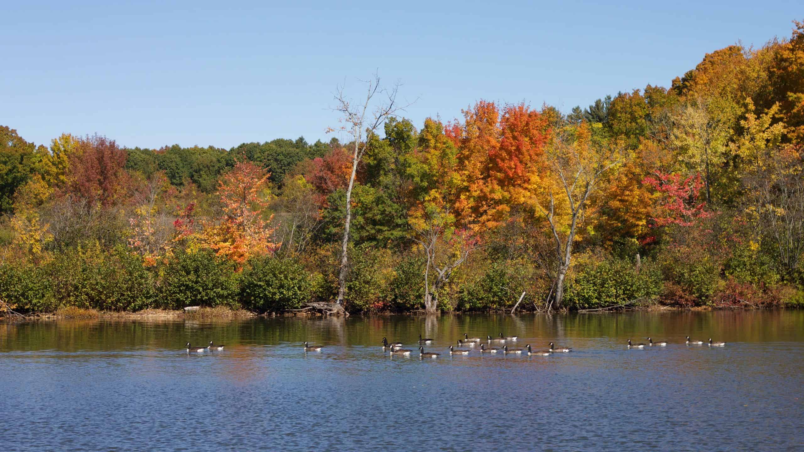A flock of ducks swims on a lake surrounded by trees with autumn foliage in shades of red, orange, yellow, and green under a clear blue sky.