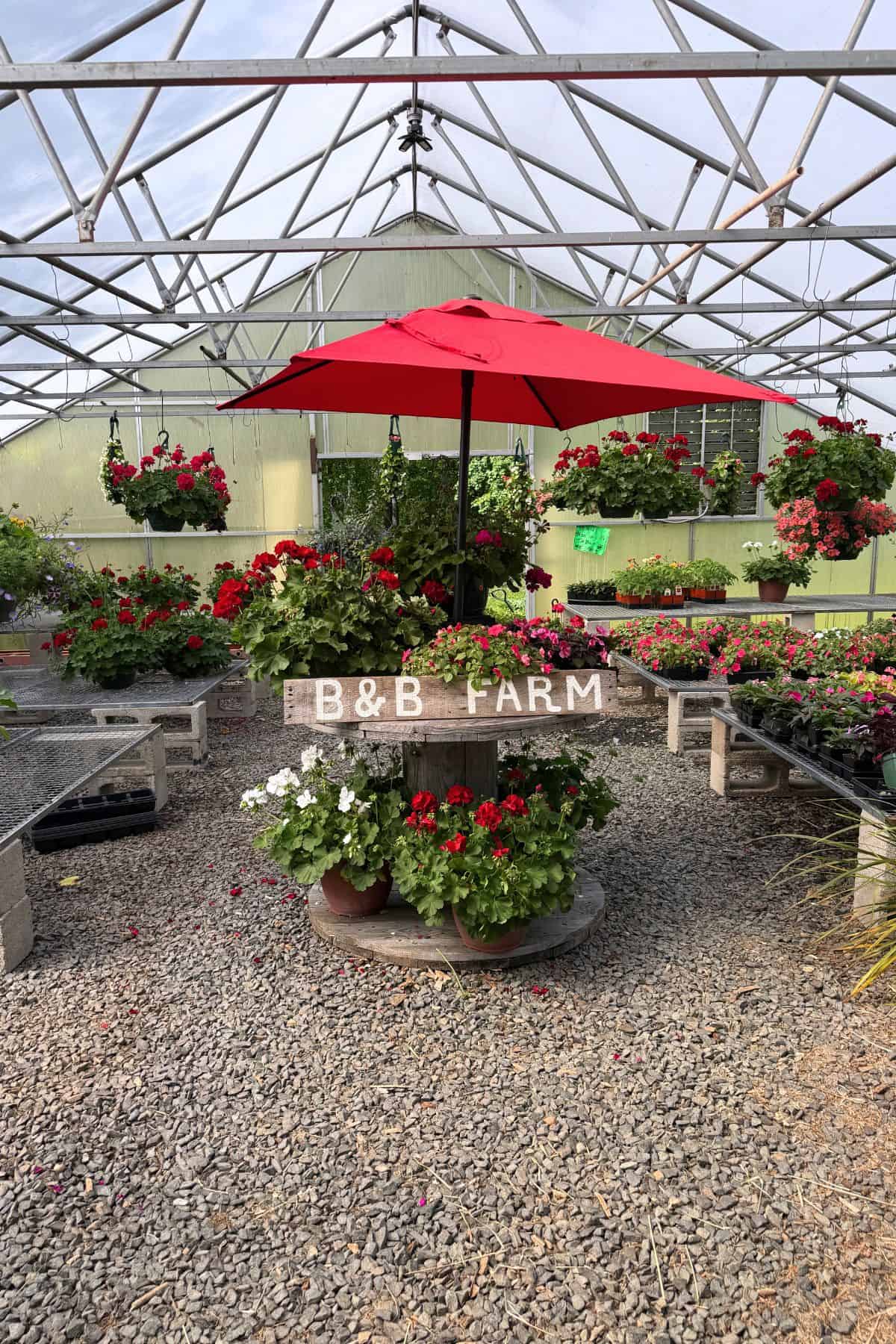 A greenhouse interior with rows of potted flowers, a red umbrella, and a “B&B FARM” sign displayed on a circular table.