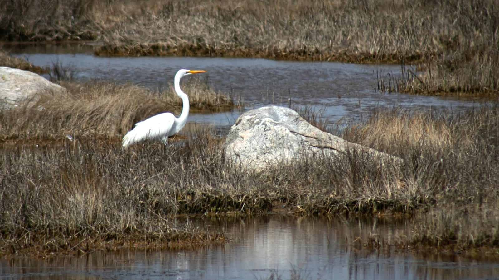 A white egret stands near a large rock in a marshy area with water and dry grass.