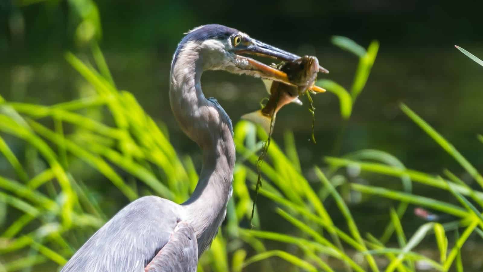 A heron holds a frog in its beak near green grass and water.