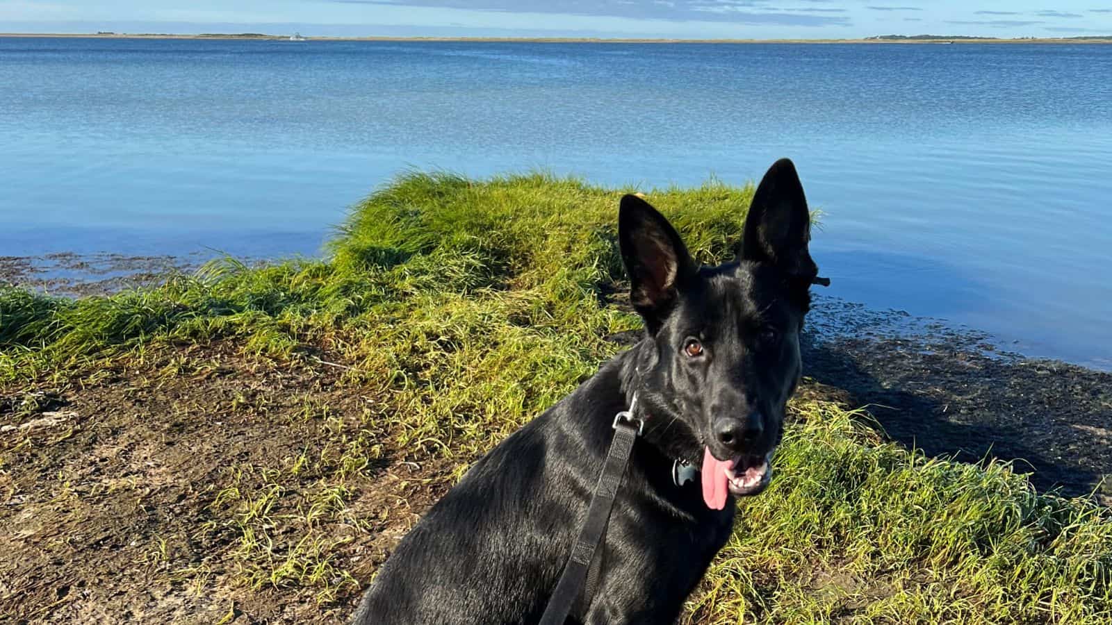 A black dog with upright ears sits on a grassy shore in front of a calm blue lake under a clear sky.