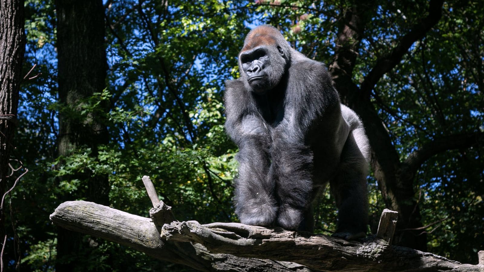 A gorilla stands on a large tree branch in a forested area, surrounded by green foliage and sunlight.