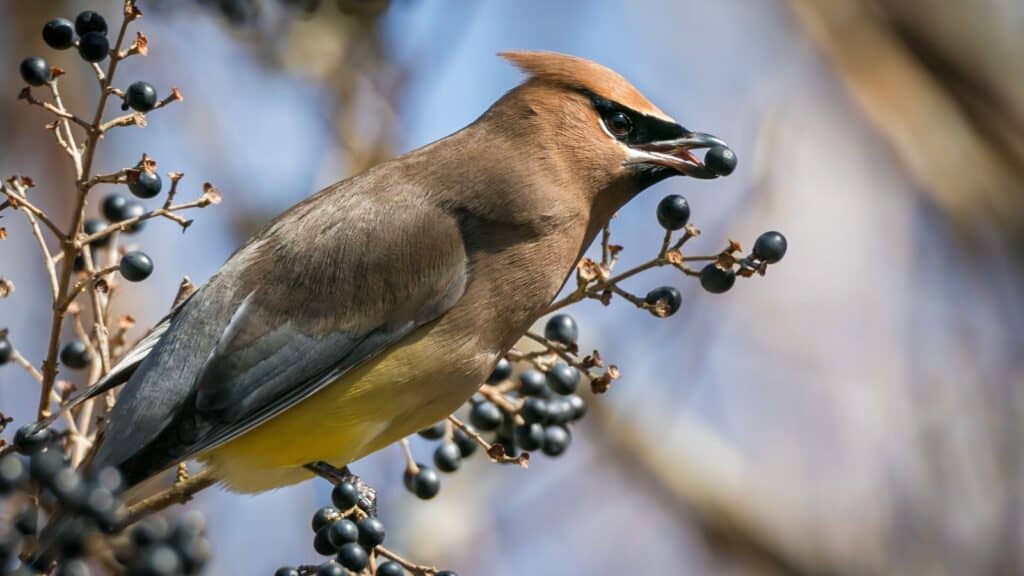 A cedar waxwing bird perched on a branch, holding a dark berry in its beak, surrounded by clusters of similar berries.