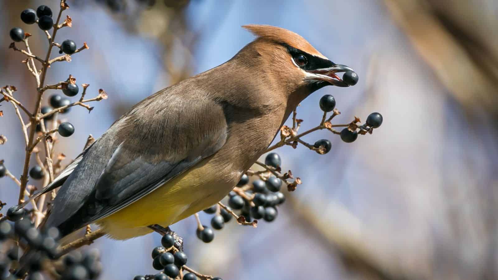 A cedar waxwing bird perched on a branch, holding a dark berry in its beak, surrounded by clusters of similar berries.