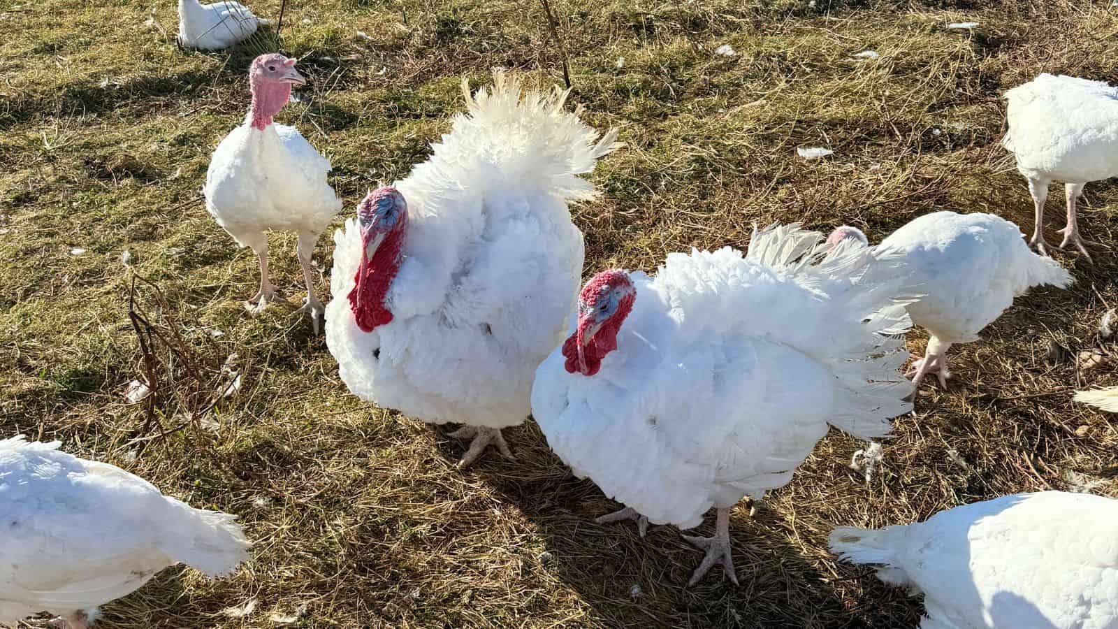 A group of white turkeys standing on dry grass, with sunlight casting shadows and a few feathers scattered on the ground.