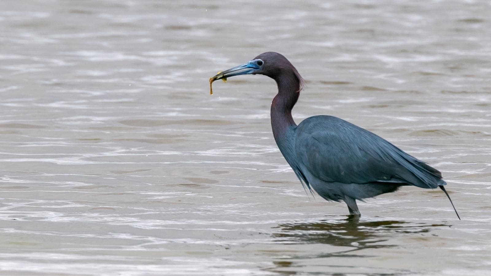A blue heron stands in shallow water holding a small fish in its beak.
